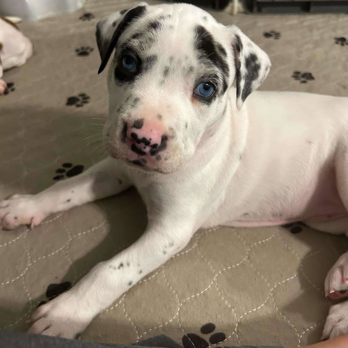 Sugar - Eatmon Family Law Litter