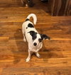 Dora - Photo 1