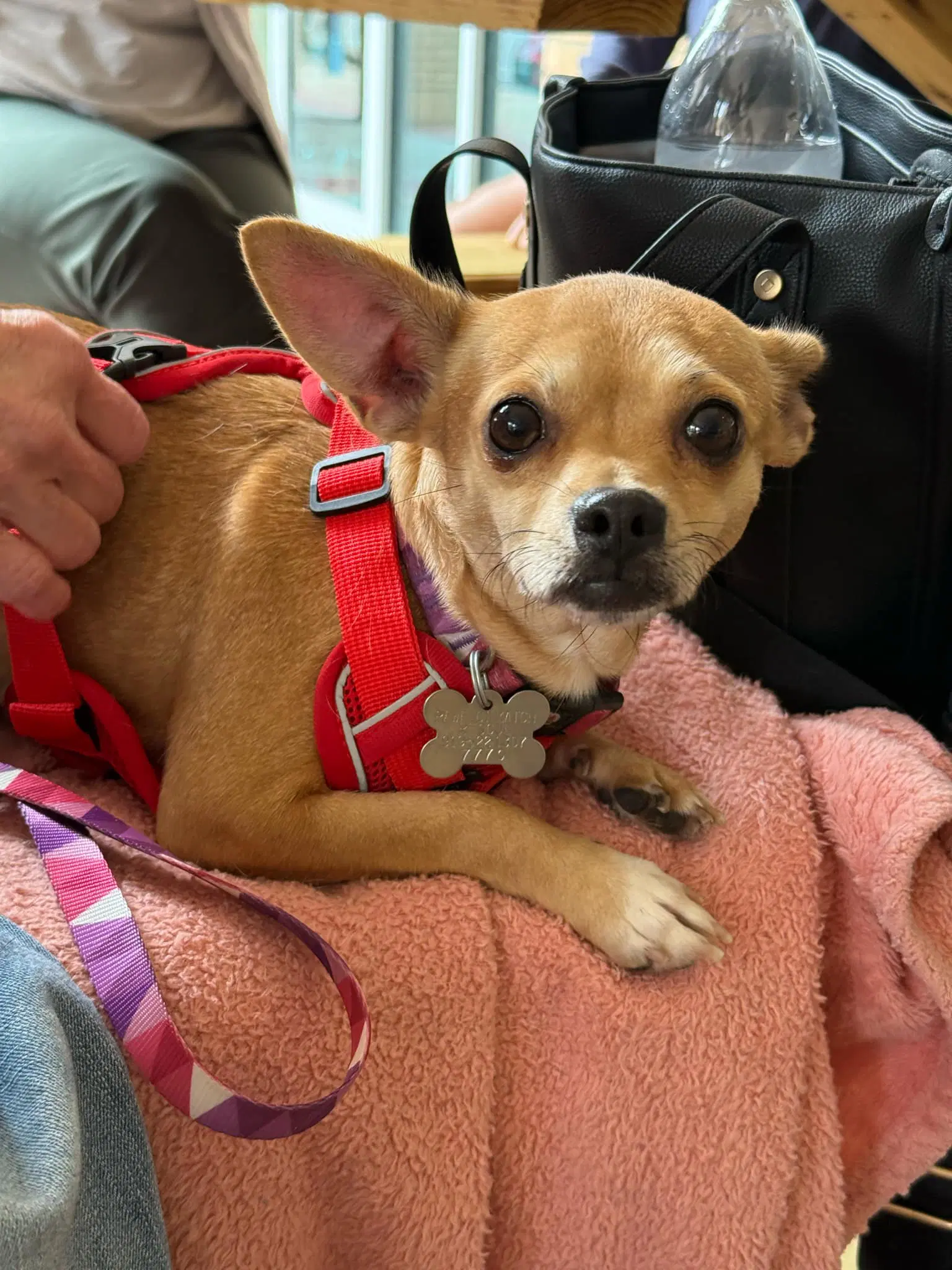 Chiquita - Chihuahua