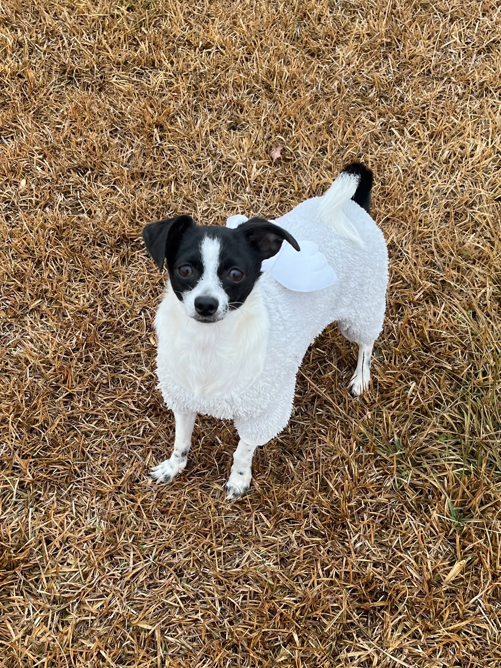 Mira - Chihuahua