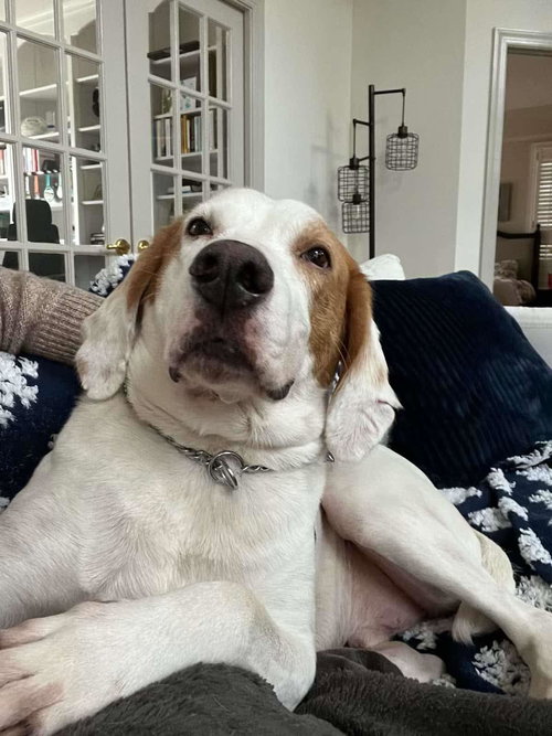 Gus