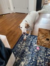 Gus