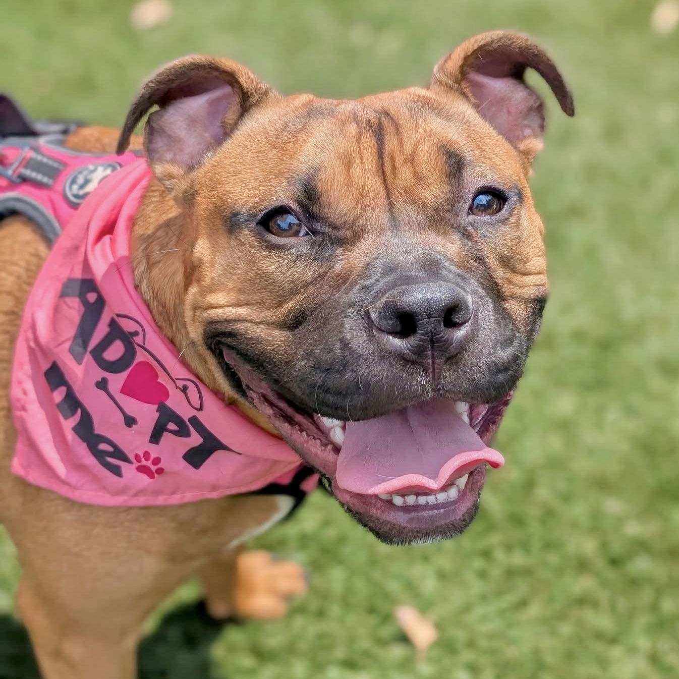 adoptable Dog in Holly Springs, NC named Kiki