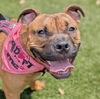 adoptable Dog in  named Kiki