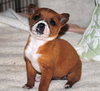 Tinkerbelle