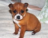 Tinkerbelle