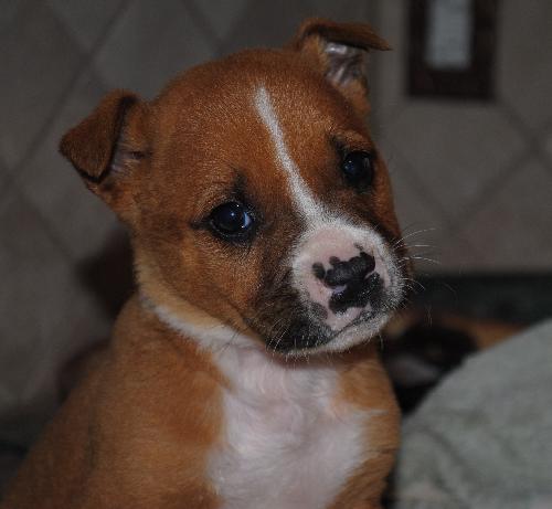 Bruno
