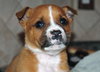 Bruno