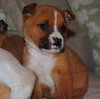 Bruno
