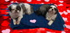Chloe (Bonded to Lilly)