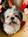 Chloe (Bonded to Lilly)