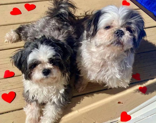 Chloe (Bonded to Lilly)