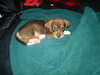 Tucker
