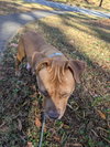 Sadie