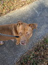 Sadie