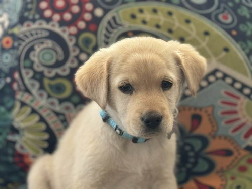 Duke