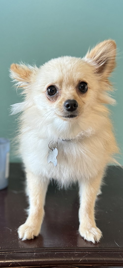 Jasper Pom
