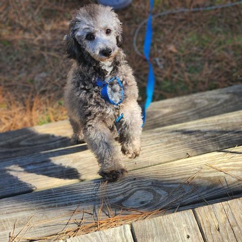 Auggie