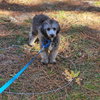 Auggie