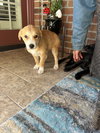 Pumpkin Pie - Thanksgiving Litter