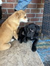 Pumpkin Pie - Thanksgiving Litter