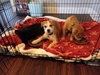 Pumpkin Pie - Thanksgiving Litter
