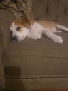 Pumpkin Pie - Thanksgiving Litter
