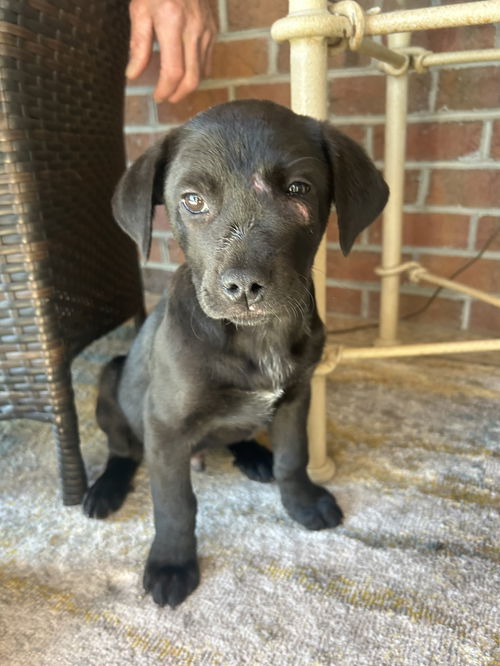 Turkey - Thanksgiving Litter