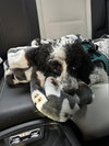 Oreo