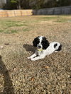 Oreo