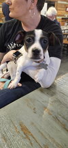 Riley Pup