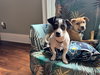 Riley Pup