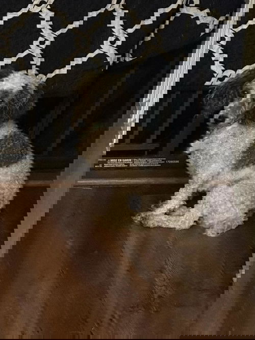 Ice