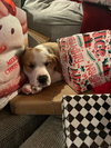 Rudolph