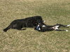 Kohl