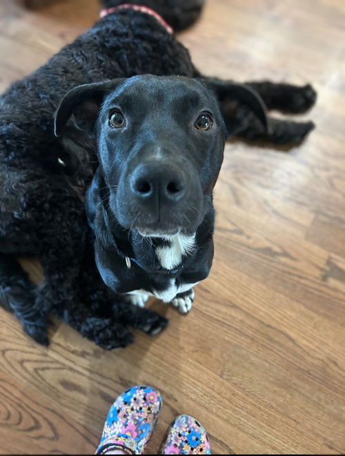 Kohl