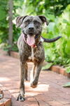 adoptable Dog in  named Merry