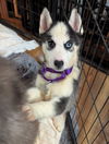 Ginger (Husky pup)