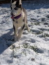 Ginger (Husky pup)