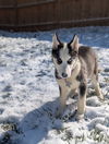 Ginger (Husky pup)