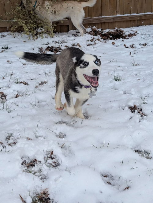 Ginger (Husky pup)