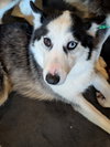 Ginger (Husky pup)