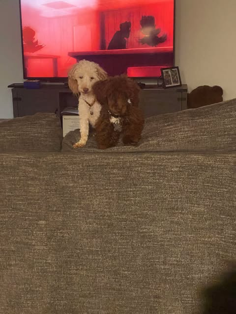 Vinnie