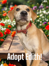 Edith