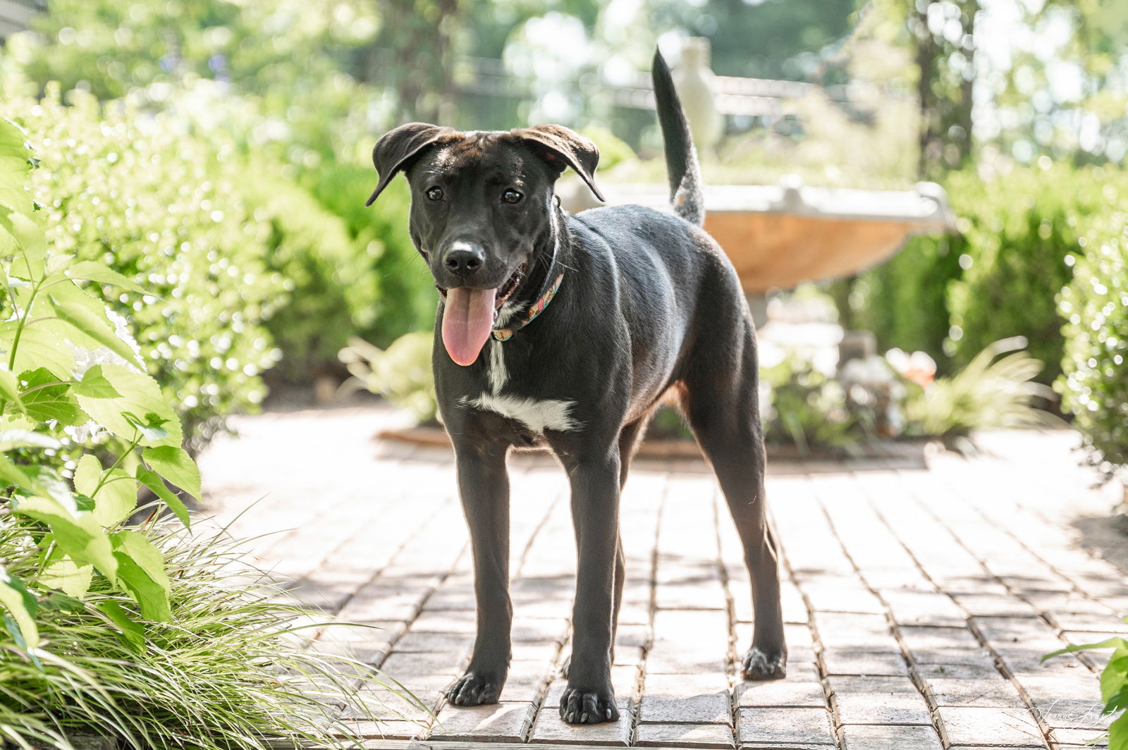 adoptable Dog in Holly Springs, NC named Margarita - Adoption Pending