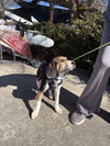 Kahlo (New Mexico Litter)