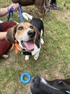 Kahlo (New Mexico Litter)