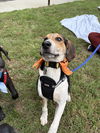 Kahlo (New Mexico Litter)