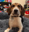 Kahlo (New Mexico Litter)