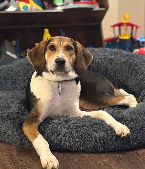 Kahlo (New Mexico Litter)